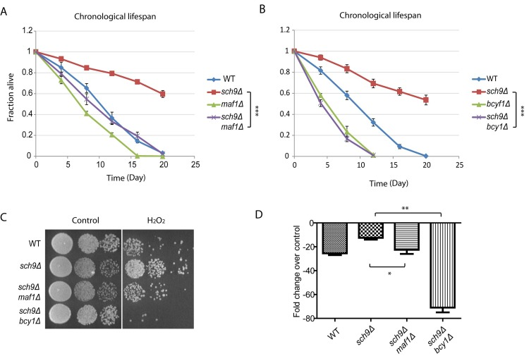 Maf1 mediates lifespan regulation and stress resistance of sch9Δ mutant