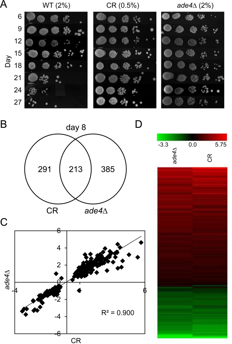 Overlapping effects of CR and ade4∆ on chronological lifespan and gene expression