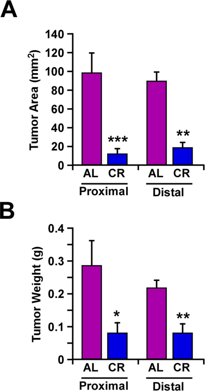 Caloric restriction decreased melanoma tumor growth in vivo