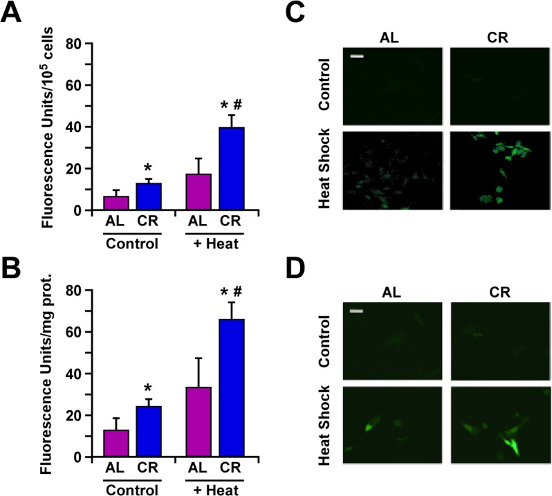 Caloric restriction improves protection against heat shock through increased expression of Hsp70