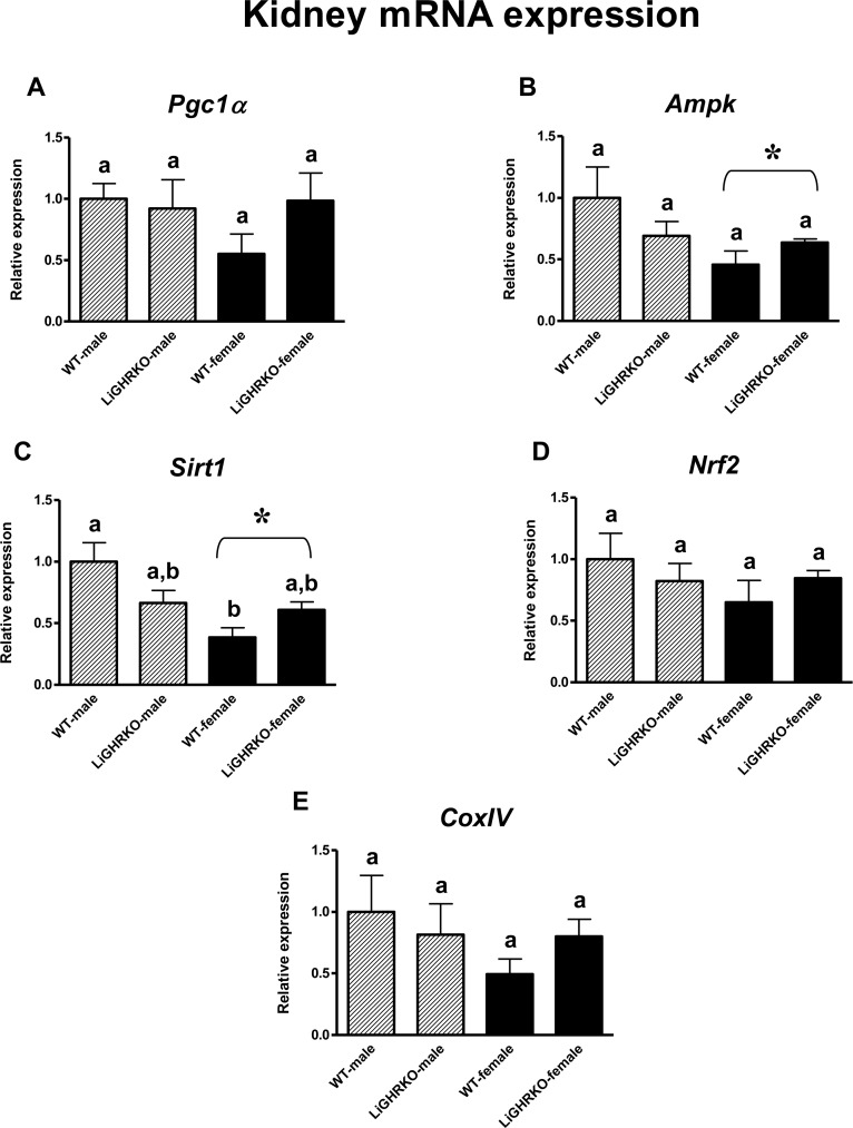 Renal gene expression of key regulators of mitochondrial biogenesis