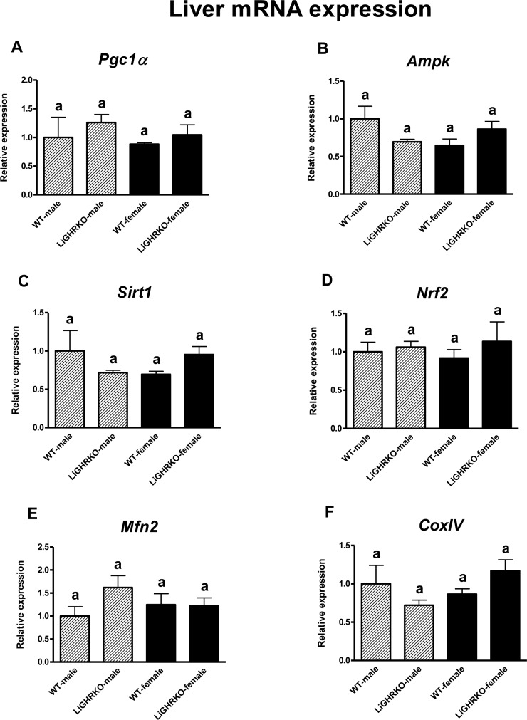 Hepatic gene expression of key regulators of mitochondrial biogenesis