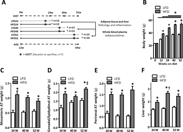 Prolonged HFD-feeding leads to obesity and organ adiposity