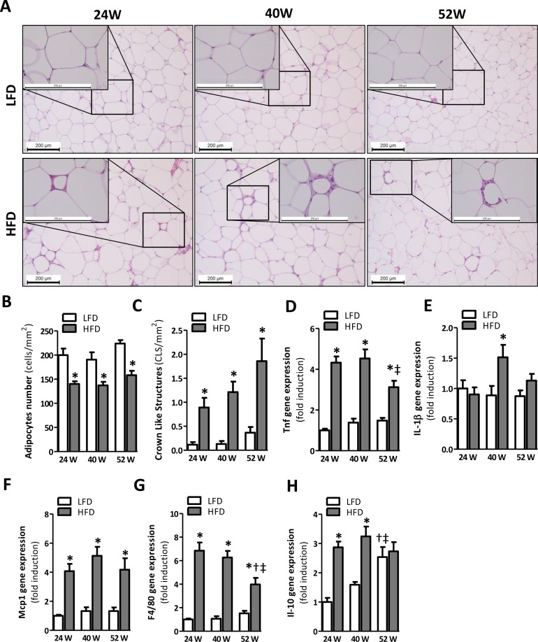 Prolonged HFD-feeding leads to AT inflammation in mice after 24 weeks