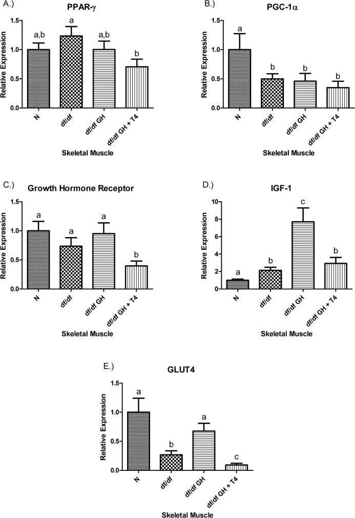 (A) Peroxisome Proliferator‐Activated Receptor (PPAR) γ, (B) PPAR Coactivator 1α (PGC‐1α), (C) Growth Hormone Receptor, (D) Insulin‐like Growth Factor‐1 (IGF‐1), and (E.) GLUT4 relative gene expression in female Ames dwarf (df/df) mouse skeletal muscle tissue after growth hormone (GH) and thyroxine (T4) treatment. For A‐E, Normal (N) n = 10; df/df n = 10; df/df GH n = 10; and df/df GH + T4 n = 8. Groups that do not share a superscript show differences with statistical significance (p 