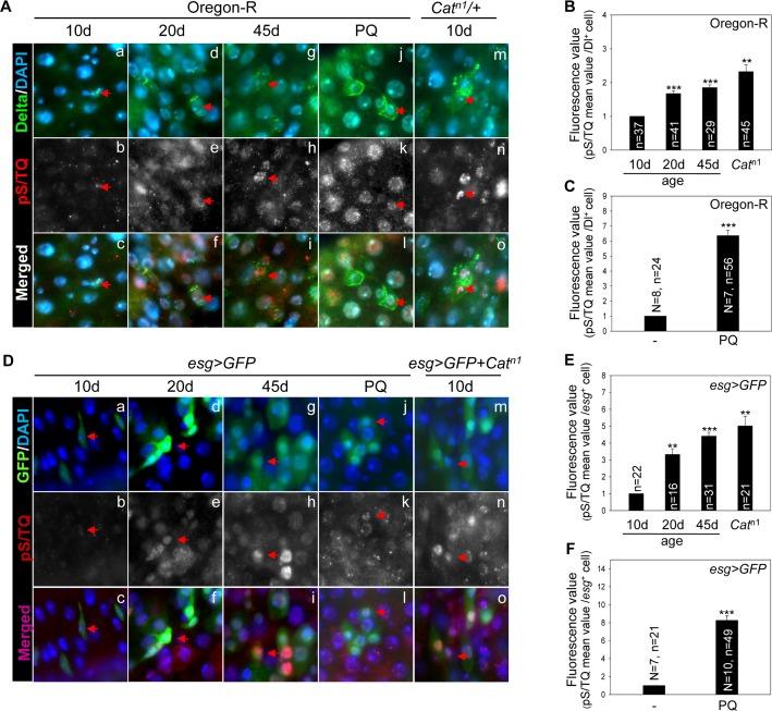 The pS/TQ signal increases with age and under the influence of oxidative stress in Drosophila intestinal stem cells (ISCs)