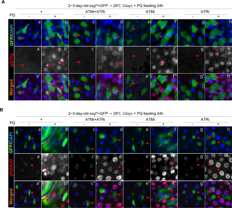 Effects of the intestinal stem cell (ISC)/enteroblast (EB)-specific knockdown of ATM or ATR on activation of the DNA damage response (DDR) by oxidative stress