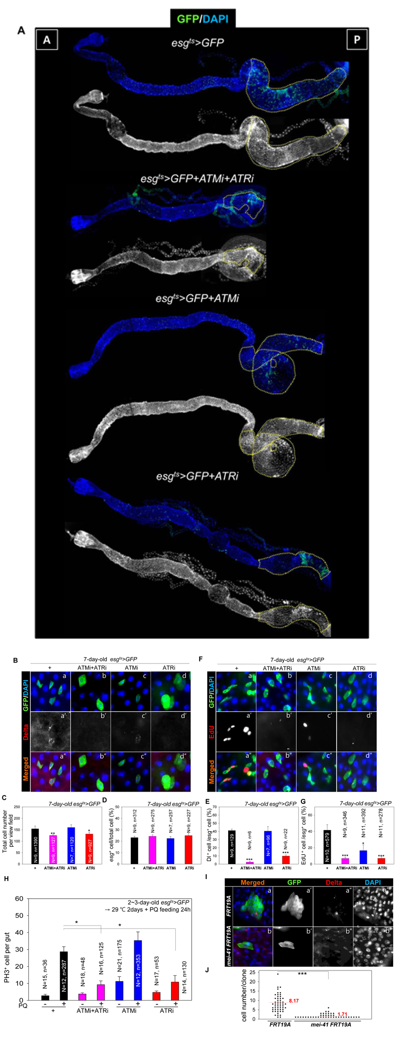 ATM and ATR are required for proliferation and maintenance of Drosophila intestinal stem cells (ISCs)