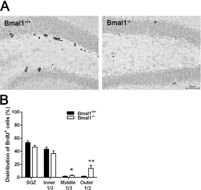 The spatial distribution of NPCs in DG was changed in Bmal1‐/‐ mice