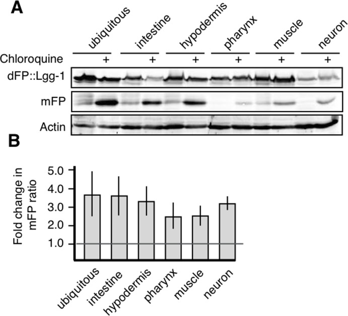 All tissues have active autophagic flux