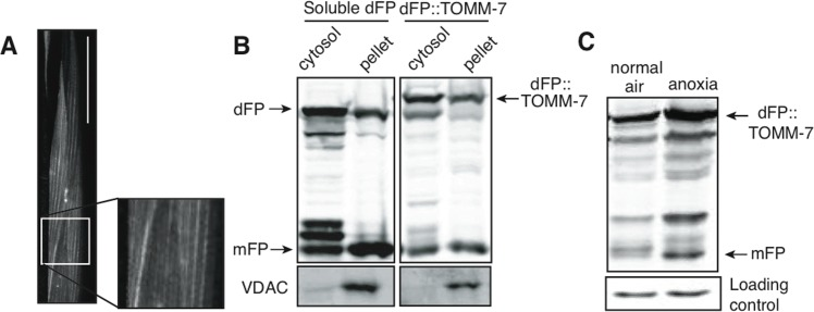 Mitochondrial and cytoplasmic flux through the autophagic pathway