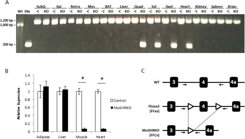 Disruption of GHR gene in muscle