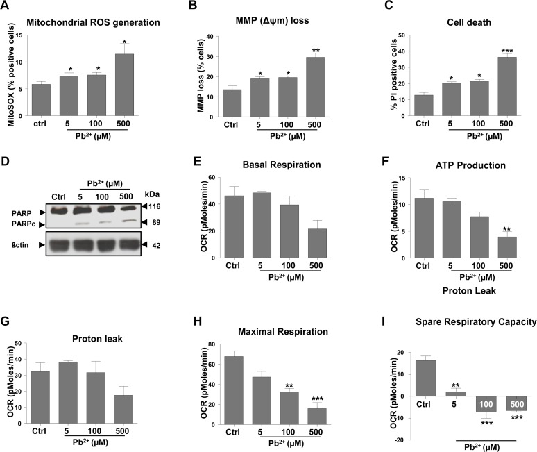 Exposure to lead induces mitochondrial dysfunction and subsequent apoptosis of N27 dopaminergic neurons