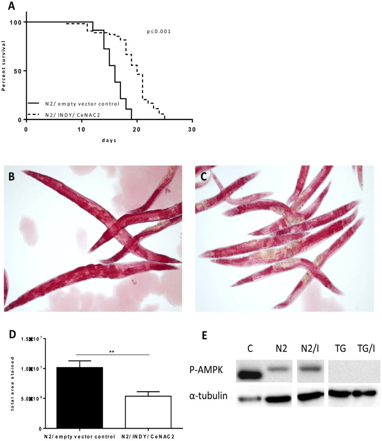 (A) Representative survival curves for N2 (WT), fed with E. coli GC363 harboring the empty vector L4400 (empty vector control) versus E. coli GC363 harboring INDY/CeNAC2-specific siRNA. INDY/CeNAC2-leads to a significant life span extension (P 1.(B) Oil Red O staining of N2 wild type fed with E.coli GC363 harboring the empty vector L4400 (empty vector control) versus E.coli GC363 harboring INDY/CeNAC2-specific siRNA (C). N2 wild type worms showed more intensive staining and higher total area stained compared to RNAi treatment (D), Densitometric analysis of B and C, **p = 0.005. (E) Immunoblot analysis of different C. elegans strains (N2, TG) and fasted mouse liver lysate (C) as positive control for phosphorylation (activation) of AMPK/ aak-2 after knockdown of INDY/CeNAC2 (N2/I). Down regulation of INDY/CeNAC2 leads to activation of AMPK / aak-2 compared to control fed wildtype N2. Negative control TG38 (TG) with missing phosphorylation site for AMPK-Thr172 shows no activation when fed with empty vector control neither when treated with RNAi against INDY/CeNAC2 (G/i). Control (c) = liver lysates from fasted mice.