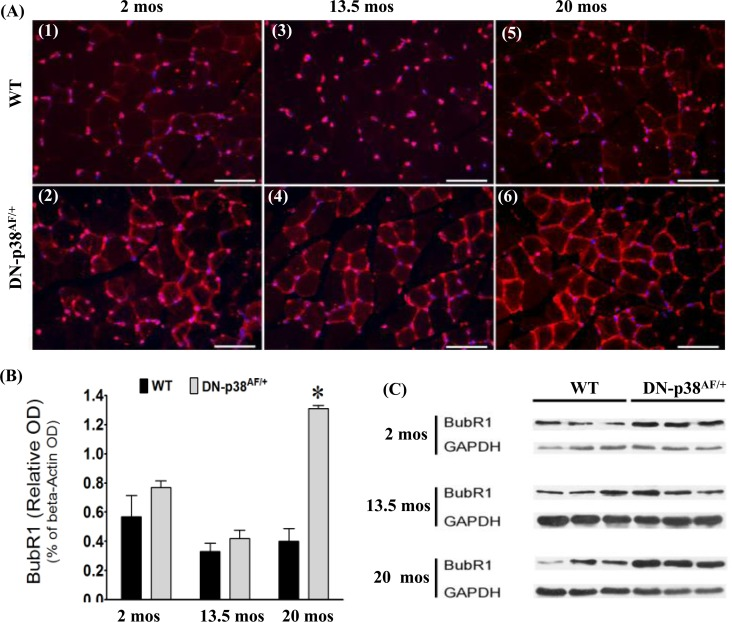 Expression of BubR1, a juvenile protective factor, in the gastrocnemius of young (2-3 mos), middle aged (13.5 mos) and aged (20 mos) WT and DN-p38AF/+ mice