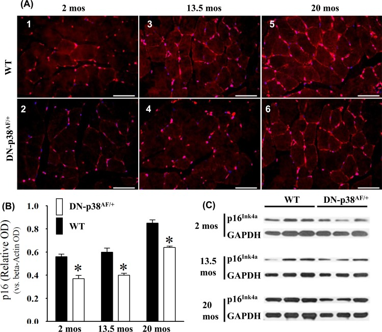 Expression of the p16Ink4a tumor suppressor gene by the gastrocnemius of young (2 mos), middle aged (13.5 mos) and aged (20 mos) WT and DN-p38αAF/+ mice