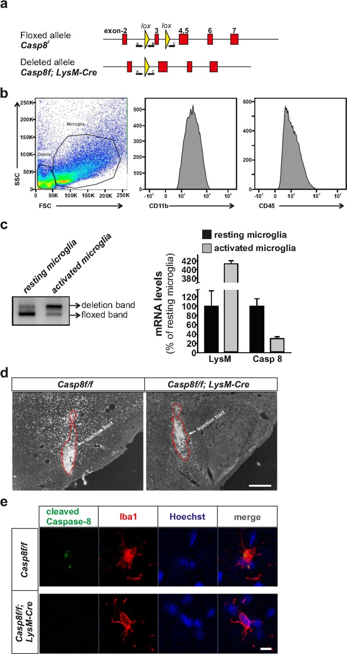 Generation of CreLysMCasp8fl/fl mice and validation of Caspase-8 deletion