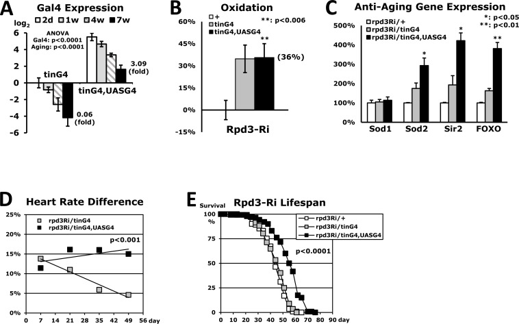 Extended lifespan in flies with heart-specific Rpd3 downregulation