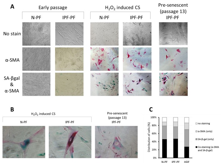 Immunostaining for SA-β-gal and α-SMA in primary cultures of pulmonary fibroblasts