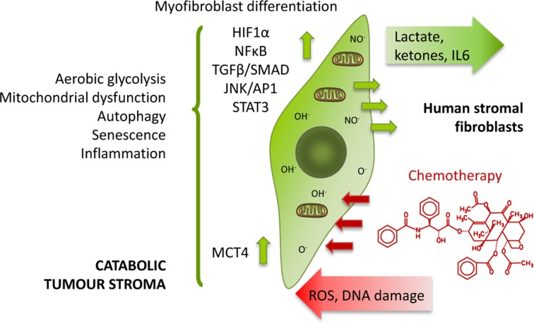 Chemotherapy induces the catabolic tumour stroma phenotype