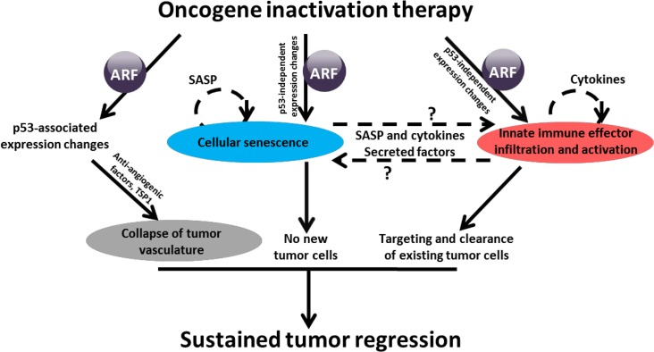 ARF loss interferes with expression of genes associated with senescence and innate immune system