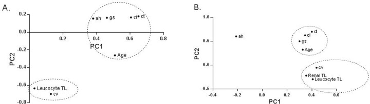 Principal component analysis using the individual histological lesions in kidney biopsies and telomere length in (A) Cohort 1 in (B) Cohort 2. This two‐dimensional scatter represents the histologic lesions according to their score in the loading matrix of a principal components analysis that included the different histological lesions, together with calendar age and telomere length. These analyses illustrated a dichotomy between the histological lesions associated with calendar age and the histological lesions associated with biological age. Calendar age (Age) are glomerulosclerosis (gs), tubular atrophy (ct), interstitial fibrosis (ci) and arteriolar hyalinosis (ah). Arteriosclerosis lesions (cv) clustered with biological age [leucocyte and renal telomere length (TL; log T/S ratio)]. PC1 = Principal Component 1; PC2 = Principal Component 2.