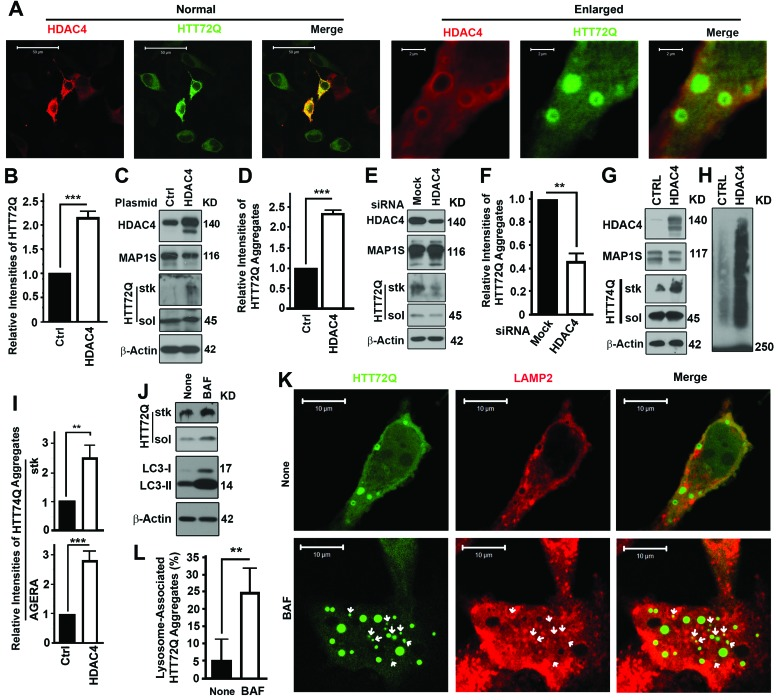 Inhibition of HDAC4 reduces mHTT aggregates