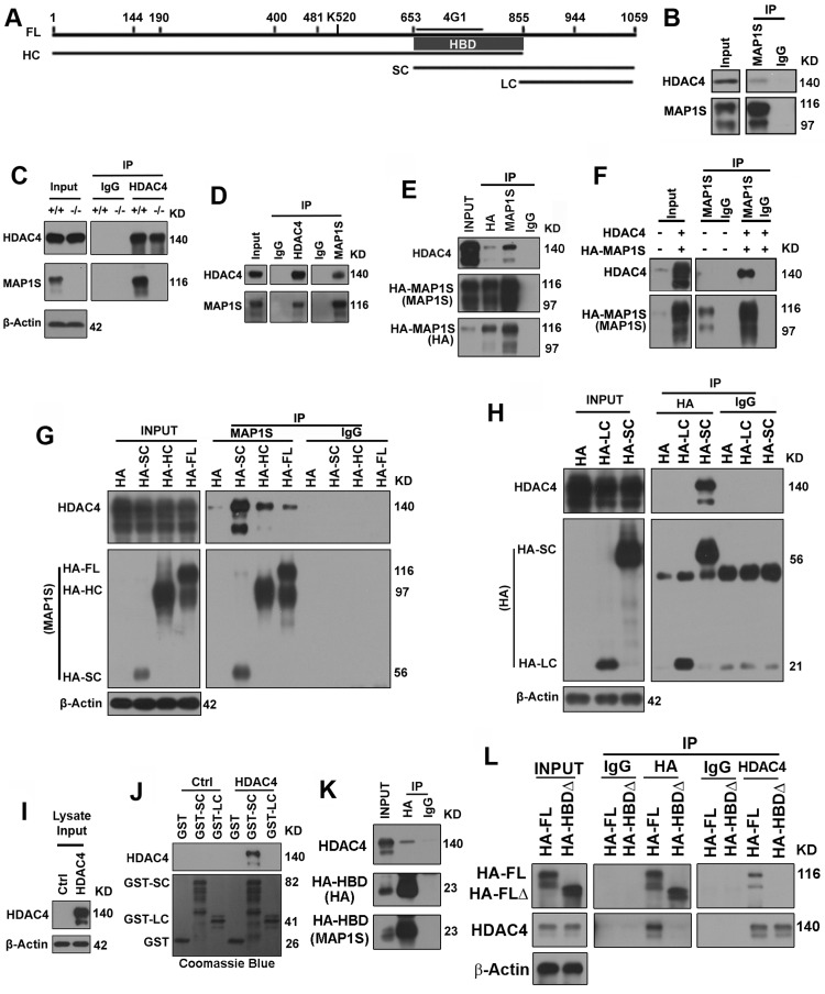 MAP1S interacts with HDAC4 via the HDAC4-binding domain (HBD) in the overlapping region between the HC and SC of MAP1S