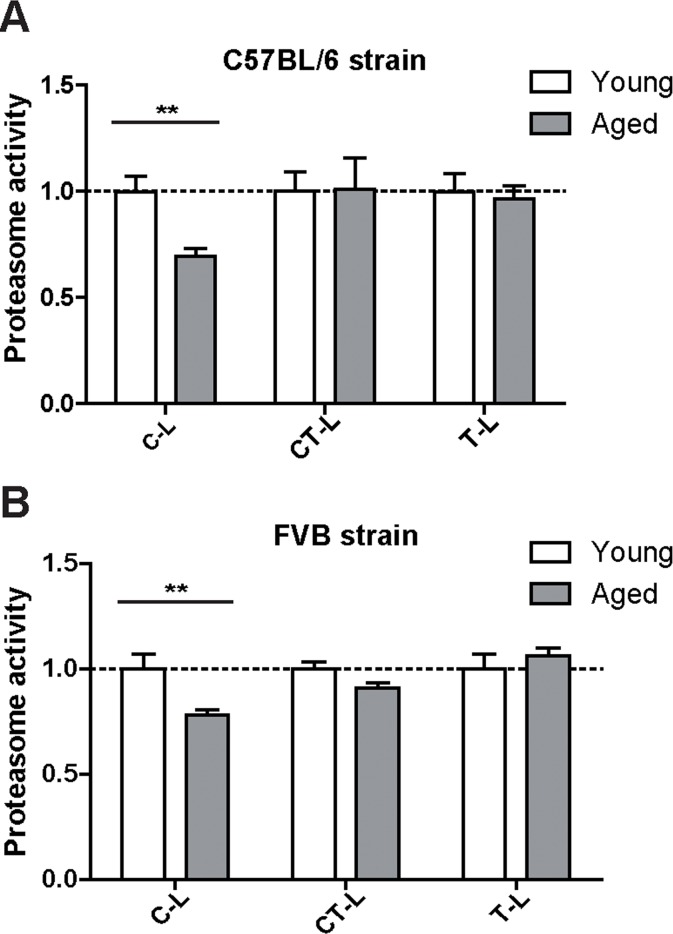 Caspase-like proteasome activity is decreased in the lungs of aged mice