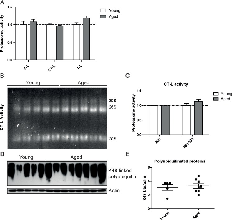 Proteasome activity is unchanged in lungs of LMP2 knockout mice