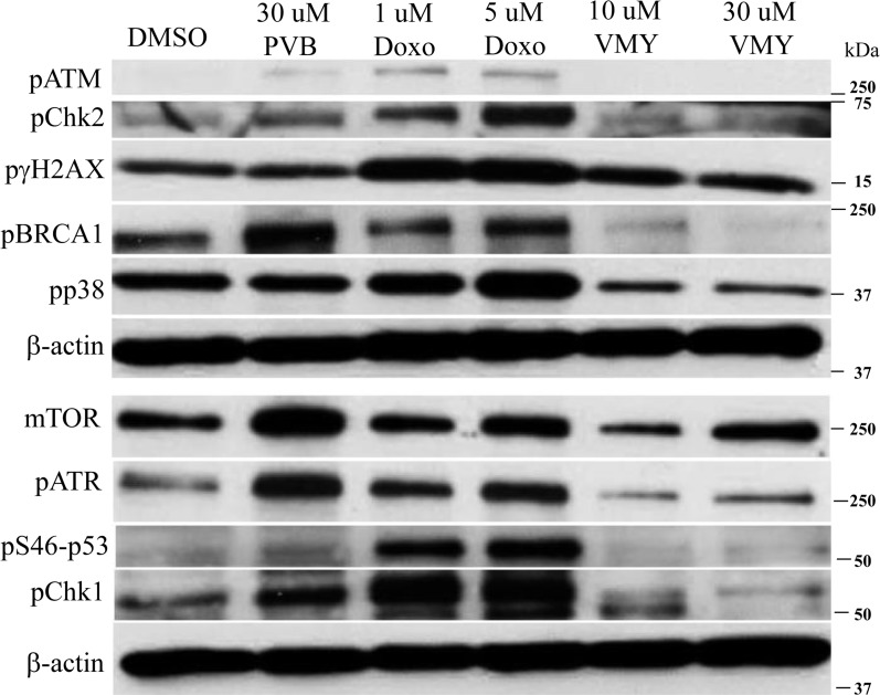 Effects of VMY on stress related proteins