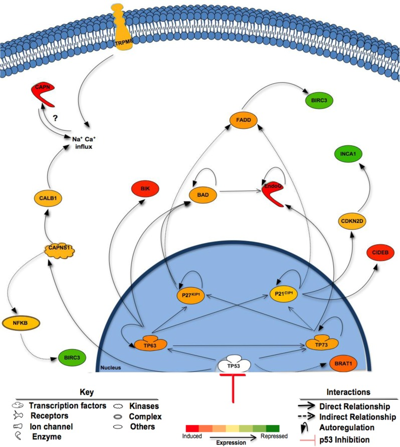 Proposed mechanisms of enhanced cell death following inhibition of p53