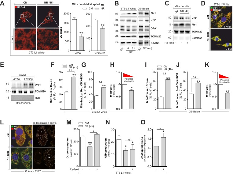 Fragmentation and altered functionality occurs in mitochondria of white and beige adipose cells after starvation