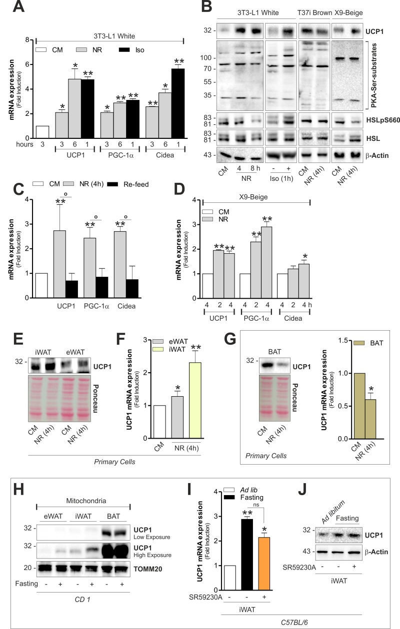 White and beige adipose cells undergo brown fat-like changes independently of hormones