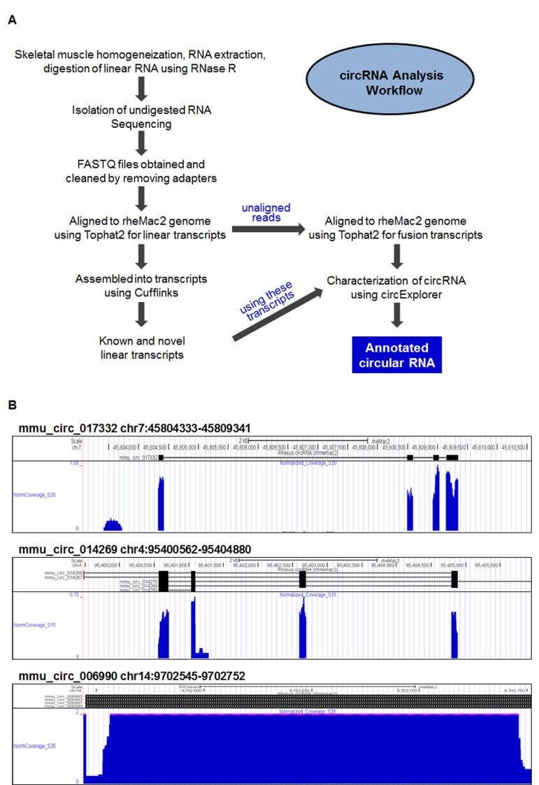 Circular RNA identification in skeletal muscle