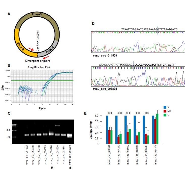 Detection of age-dependent changes in circRNA