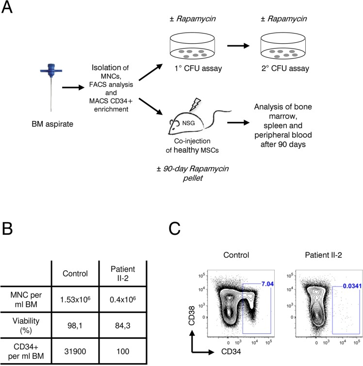 Analysis of patient II-2 bone marrow