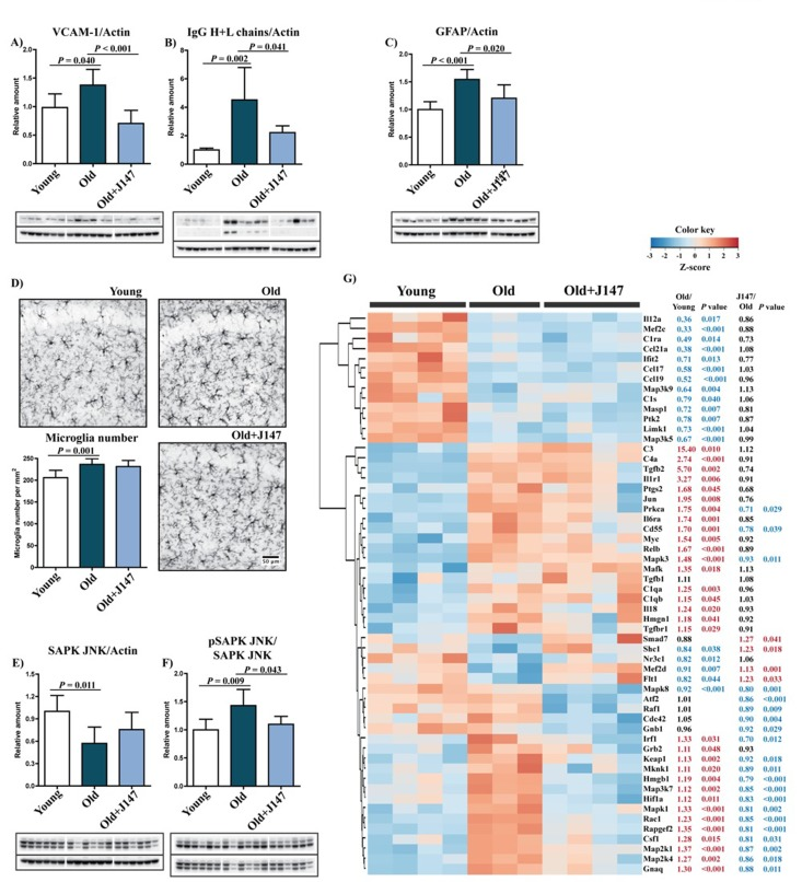 Increased inflammation and gliosis in the hippocampus of old SAMP8 mice are prevented by J147