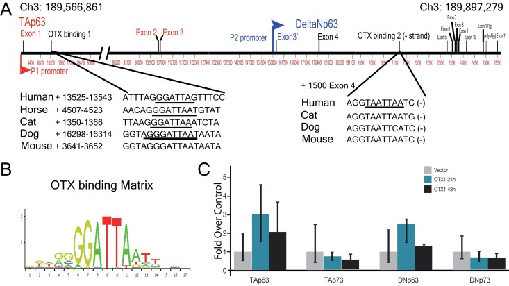 Promoter analysis of p63 gene