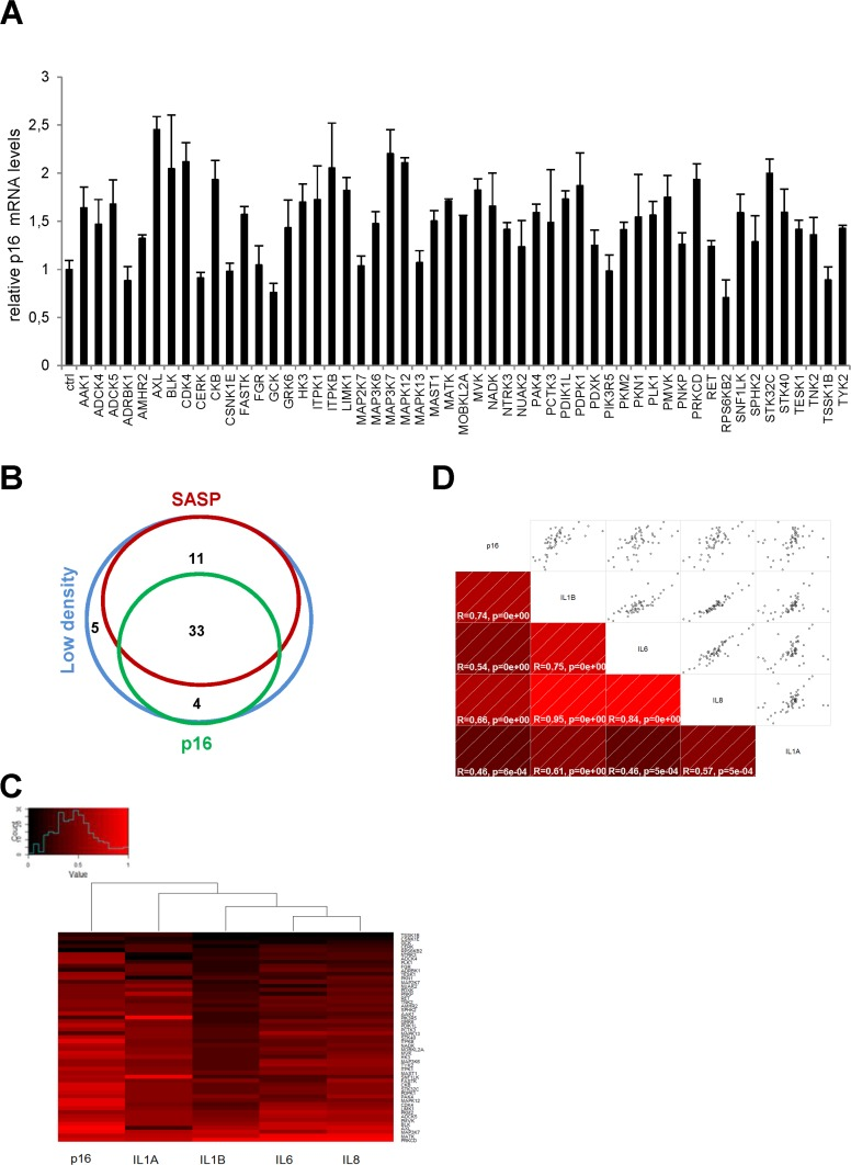 Effects of anti-proliferative kinases on p16 and correlation with SASP-components