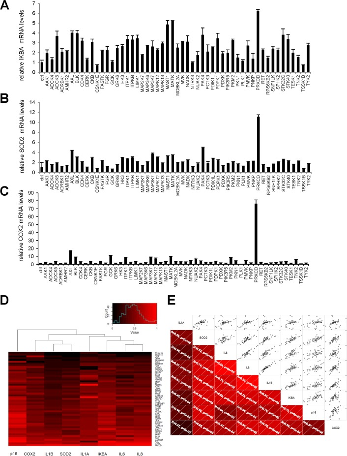 Intracellular NF-κB targets induction by anti-proliferative kinases correlates to SASP components