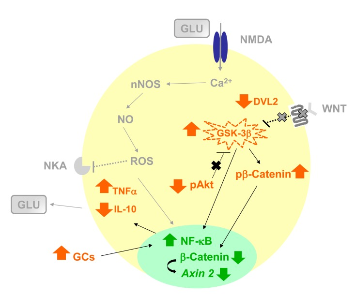 Schematic representation of the hypothetical influence of age-related neuroinflammation and changes in AKT-GSK-3β and DVL-2/ β-CATENIN signaling in rat hippocampus, increasing susceptibility to neurodegenerative process