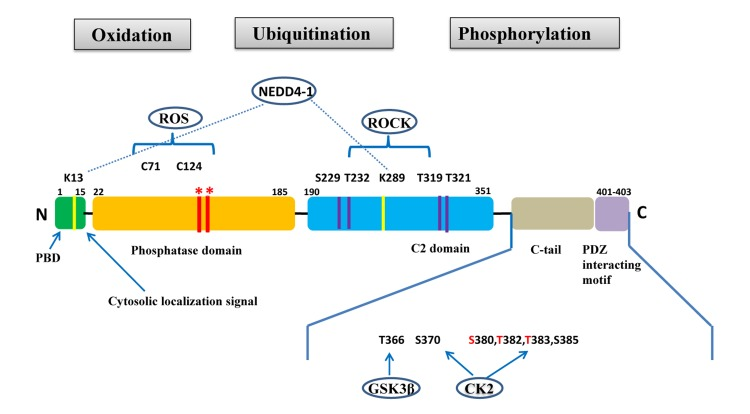 PTEN gene and protein structures