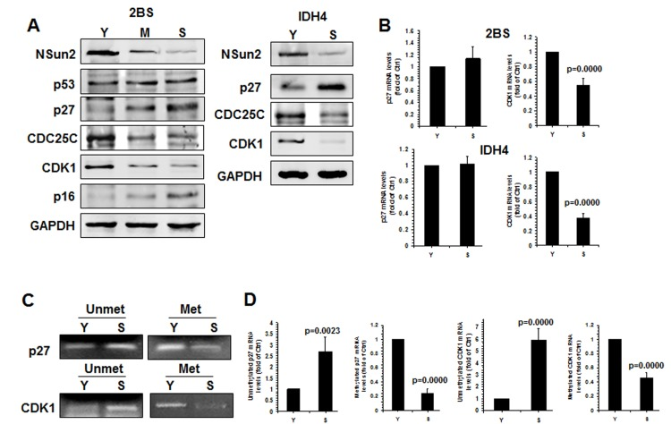 Inverse correlation between p27 levels and NSun2 levels in replicative senescence