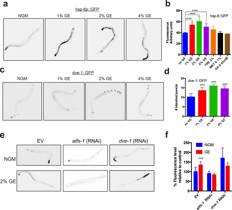 Glucose enrichment induces HSP-6 and DVE-1 expression