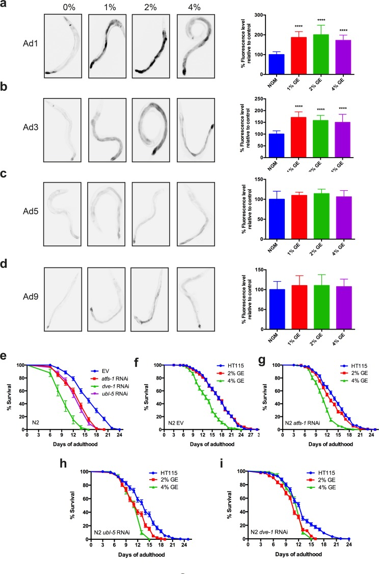 Glucose enrichment maintains HSP-6 expression over time