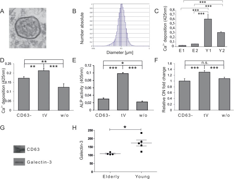 Vesicular impact on osteogenic differentiation capacity of ASCs