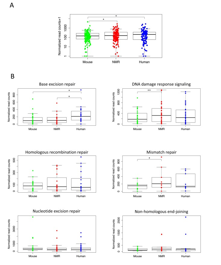 Higher expression of essential DNA repair genes in long-lived species