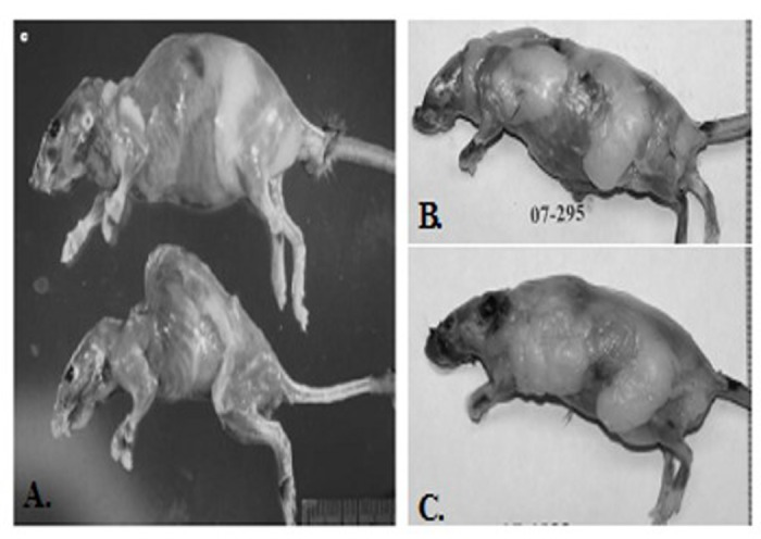 Comparison of phenotypes of p53+/m as originally reported in Tyner et al (2002) and those maintained by the Sell group