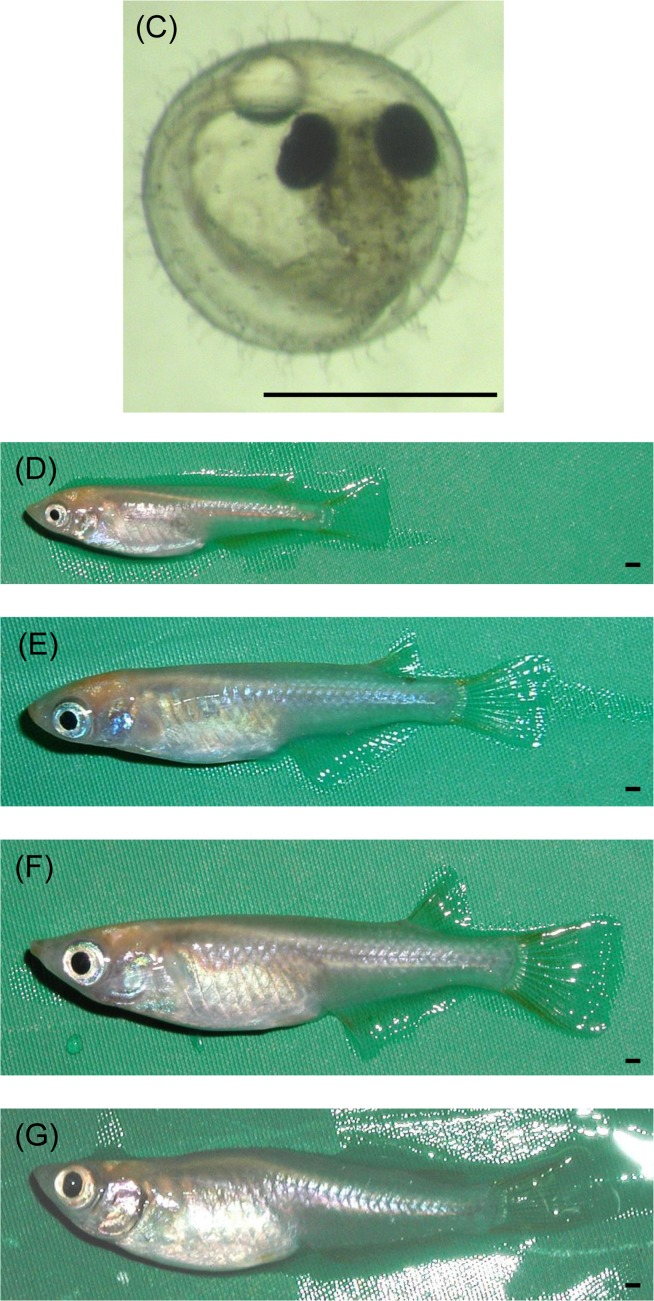 Characteristics of the medaka (Oryzias latipes) at different ages